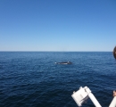 Cape Ann Whale Watch