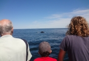 Cape Ann Whale Watch