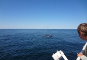 Cape Ann Whale Watch