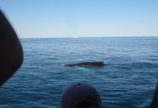 Cape Ann Whale Watch