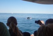 Cape Ann Whale Watch