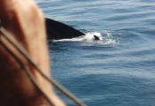 Cape Ann Whale Watch