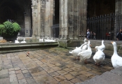 Barcelona Cathedral