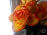 dsc06550