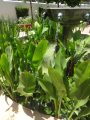 DSC08091