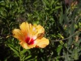 DSC08248