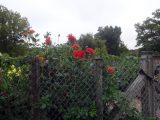 DSC08943