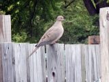 DSC08959