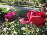 DSC09095