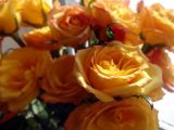 DSC00427