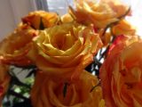 DSC00428
