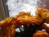DSC00429