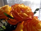 DSC00434
