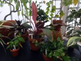 DSC00538.JPG