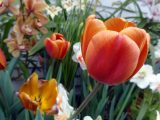 DSC00550.JPG