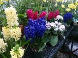 DSC00558.JPG