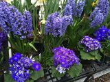 IMG_1249.JPG