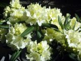 DSC00609.JPG