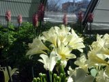 DSC00610.JPG