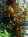 DSC00617.JPG