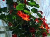 DSC00619.JPG