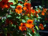 DSC00622.JPG