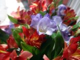 DSC00823.JPG