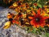 DSC01639