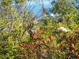 DSCN1135
