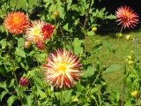 DSCN1204