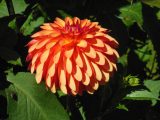 DSCN1207