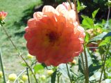 DSCN1220