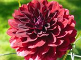 DSCN1226
