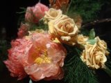 DSC03470