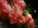 DSC03474