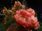 DSC03477