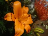DSC03525
