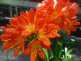 DSC03545