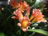DSC03549