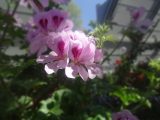 DSC03552