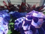 DSC03558