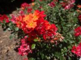 DSC08160