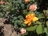 DSC08166