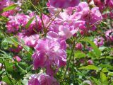 DSCN0949