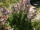 IMG_0294