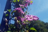 20160805_160511