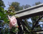 DSC03748e