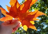IMG_20211008_124643_589
