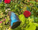 PXL_20250817_155929259.MP2_